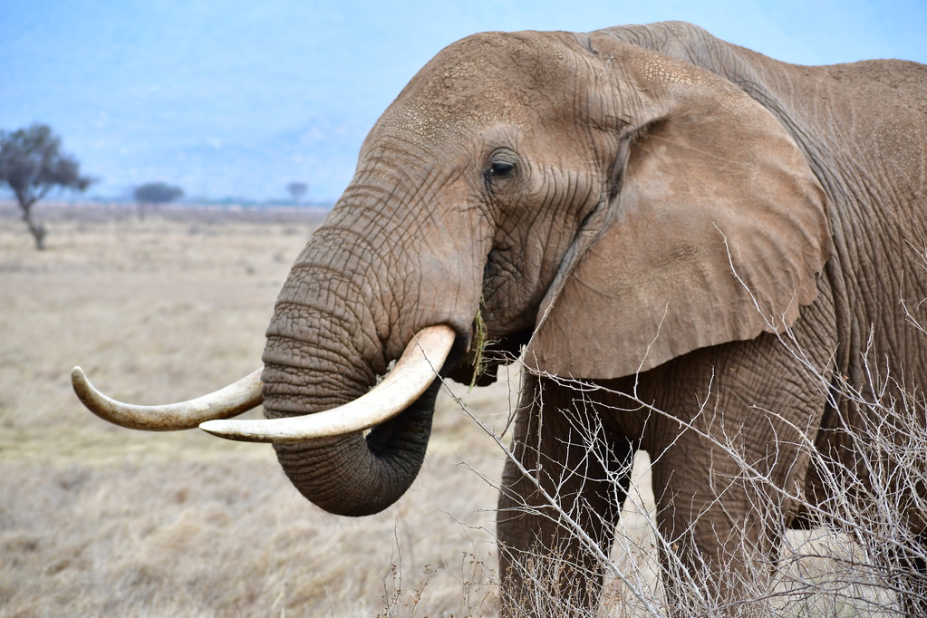 Tsavo East National Park